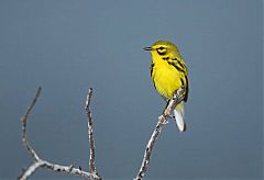 Prairie Warbler